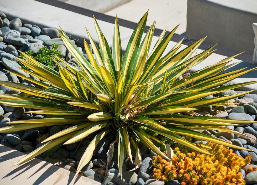 Plant Details